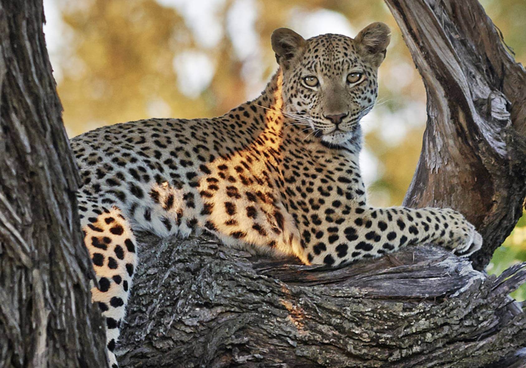 CHECK OUT OUR LATEST GLOBAL LUXURY SAFARI MAGAZINE E-NEWSLETTER HERE