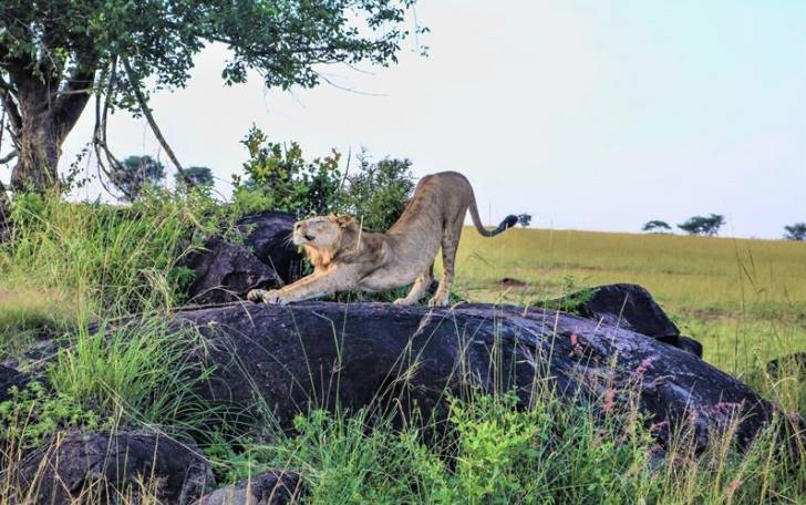 LUXURY SAFARI MAGAZINE WINS TOP 2022 GLOBAL WEBSITE AWARD