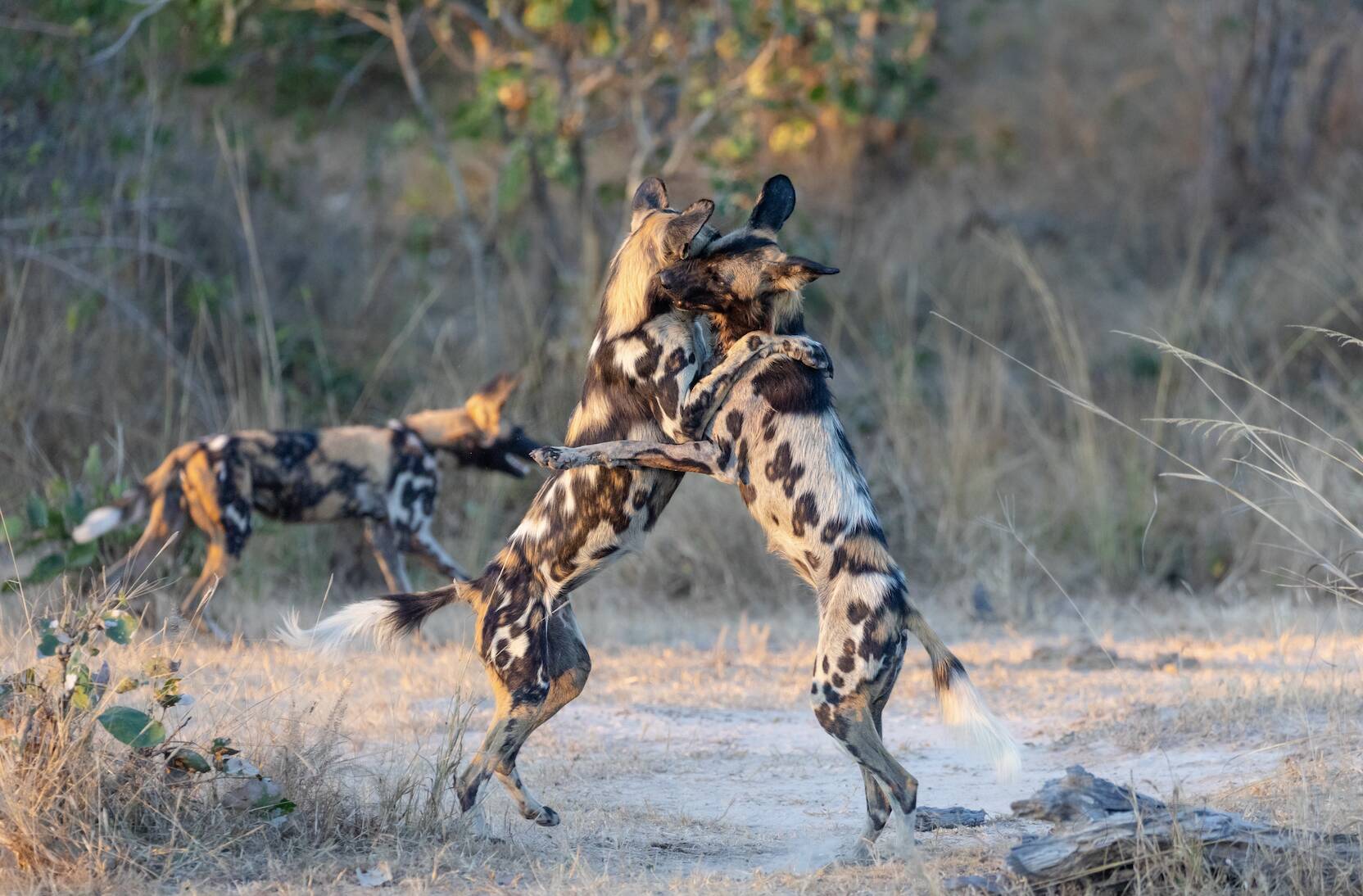 LUXURY SAFARI MAGAZINE TRAVELS TO KENYA WITH AHNASA LUXURY TRAVEL TO REVIEW El KARAMA LODGE & TUMAREN CAMP