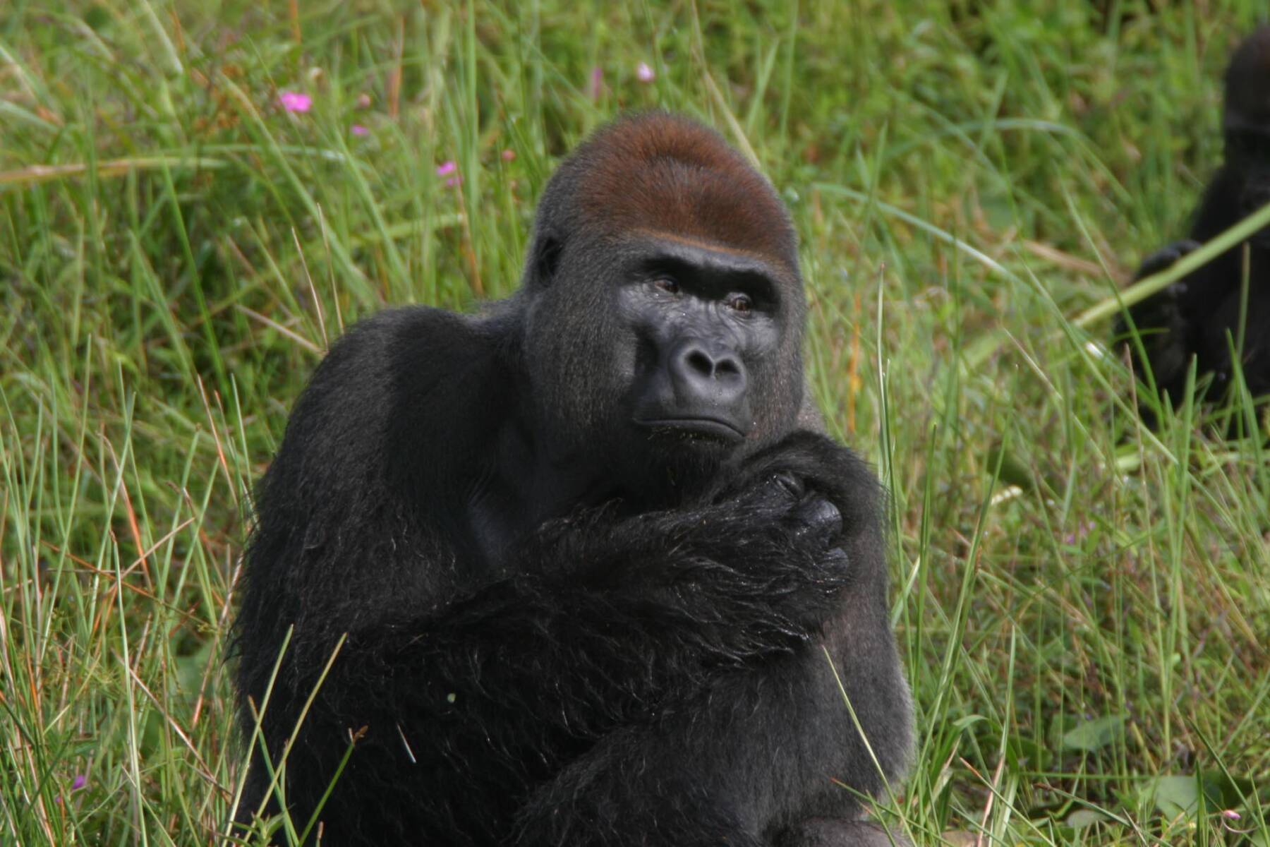 Diane McLeish helps you to Plan your excitng African Safari