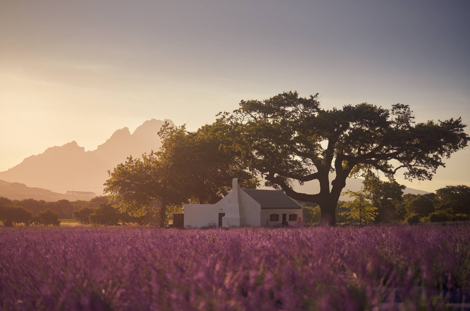 A Culinary Love Letter to the Cape:  Emma Blunt Dines at JAN Franschhoek