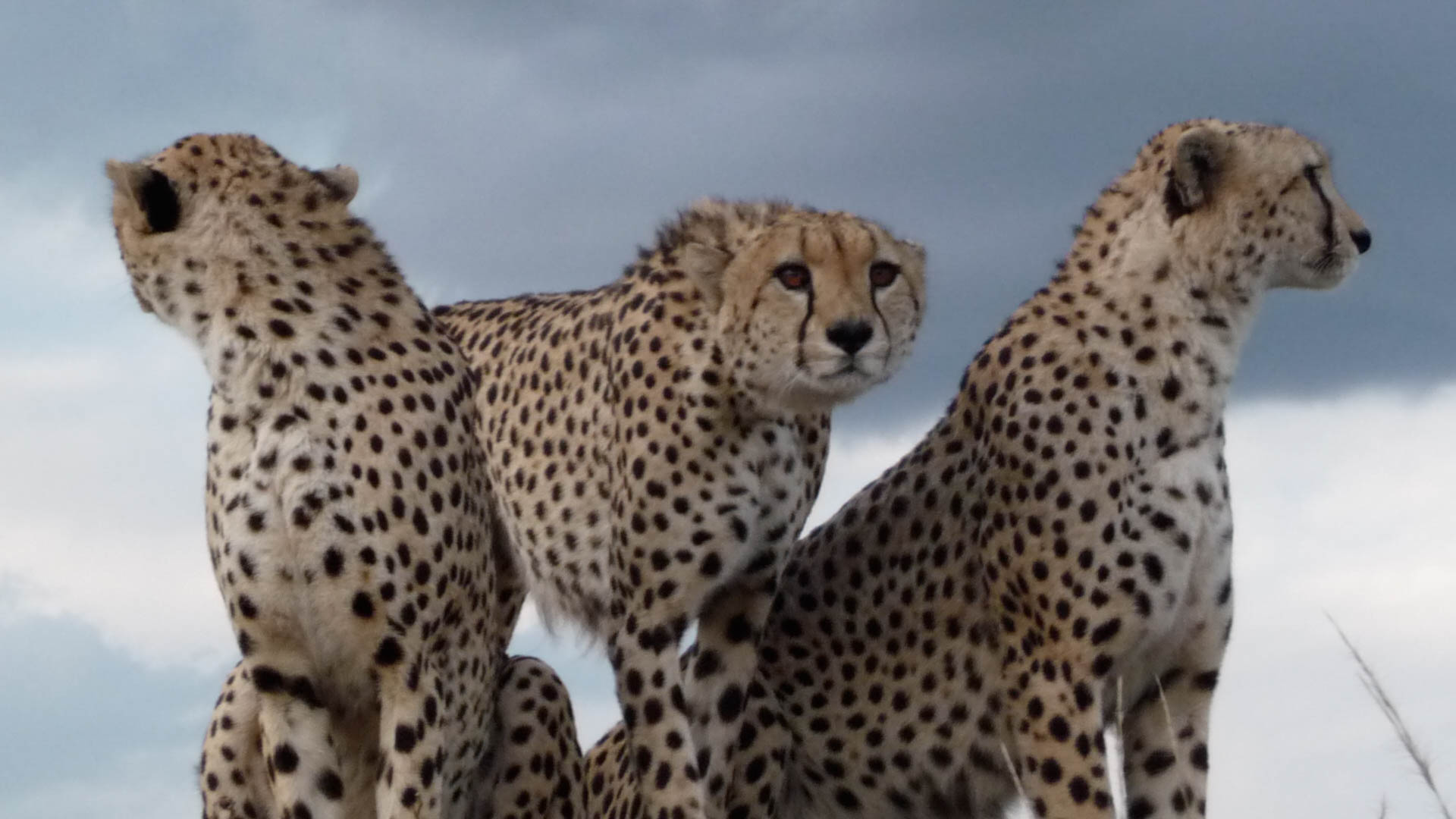 LUXURY SAFARI MAGAZINES READERSHIP SKYROCKETS