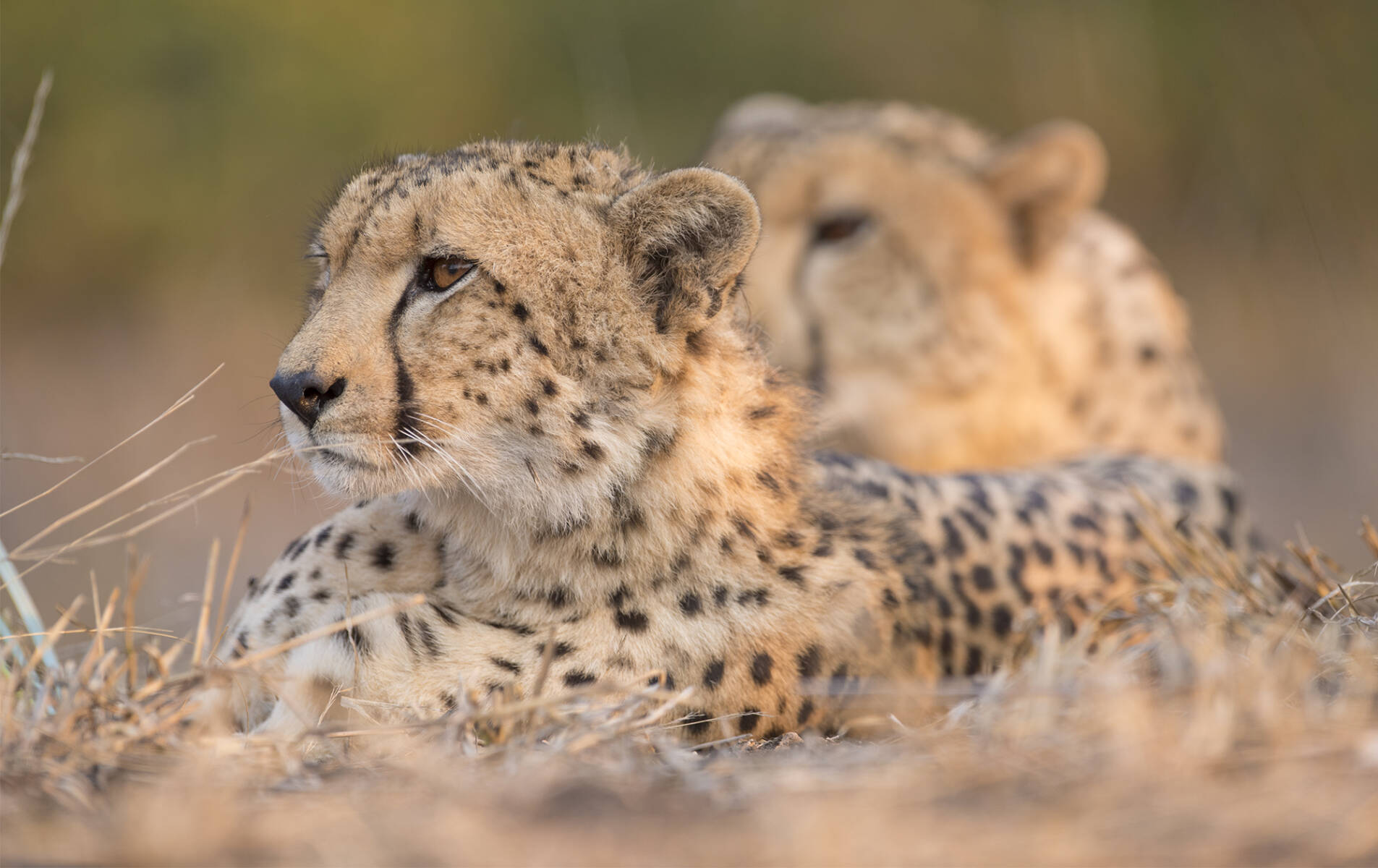 VOTED THE WORLD'S NUMBER ONE 2025 ONLINE LUXURY SAFARI & TRAVEL MAGAZINE