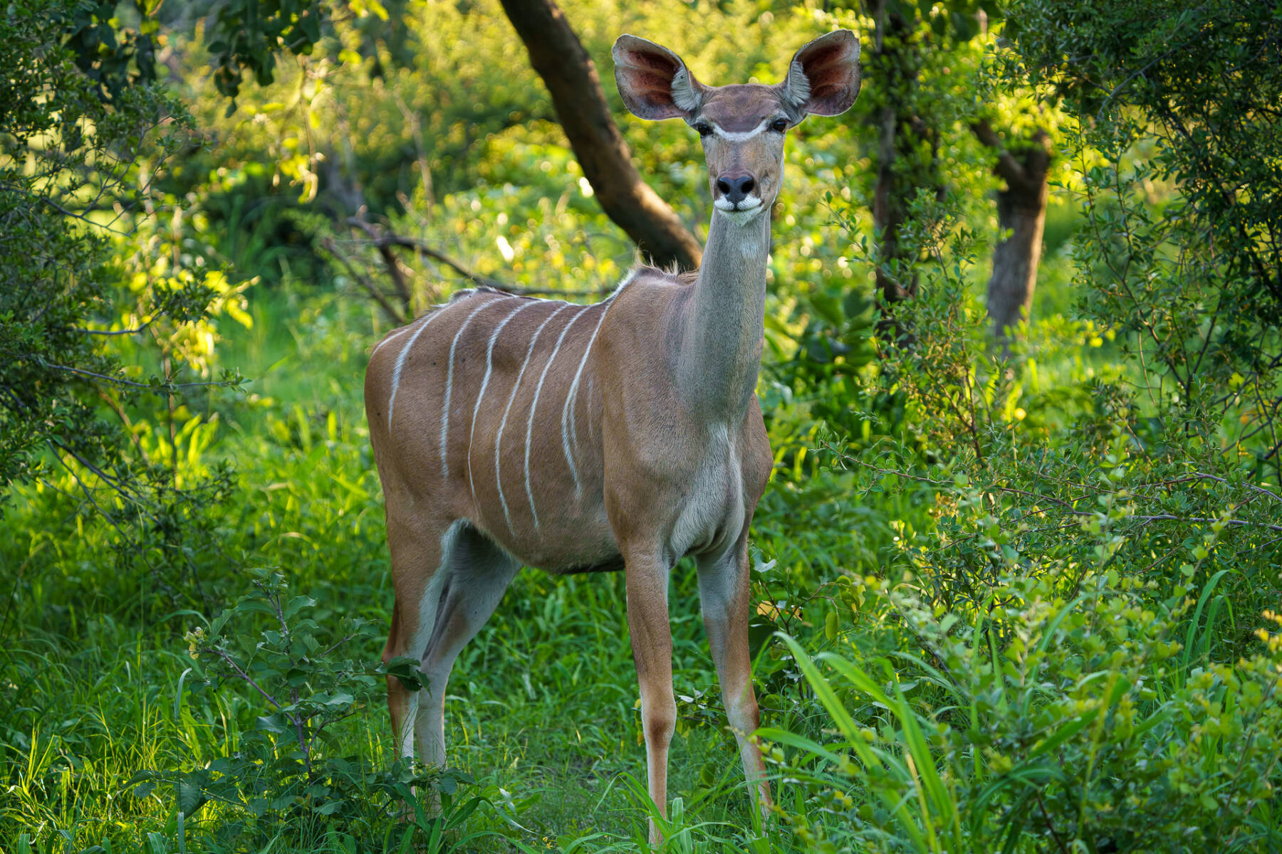 Planning your next luxury African getaway?