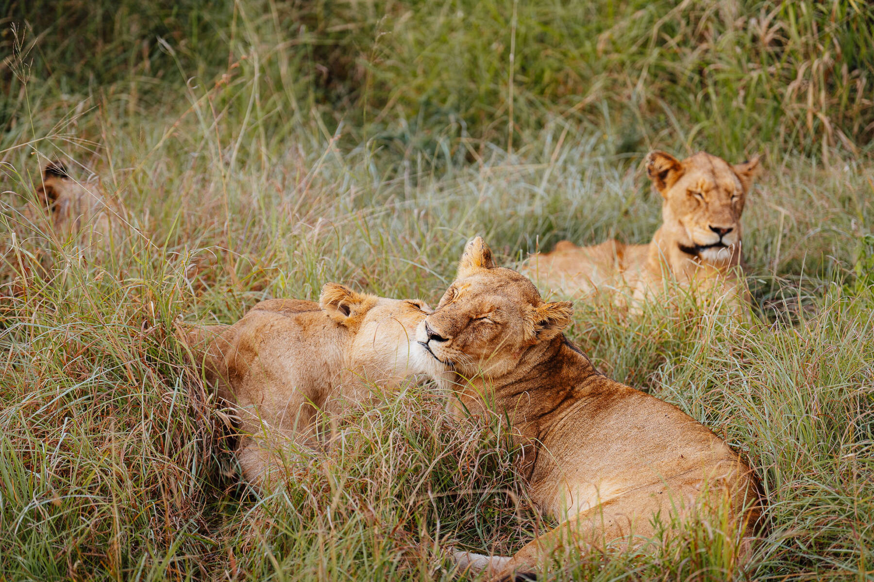 Place of the Stars:  Emma Blunt Stays at Tintswalo Safari Lodge, South Africa