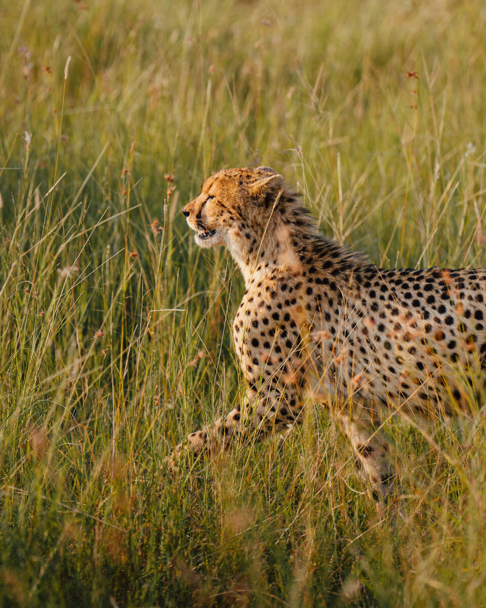 Place of the Stars:  LSM Stays at Tintswalo Safari Lodge, South Africa