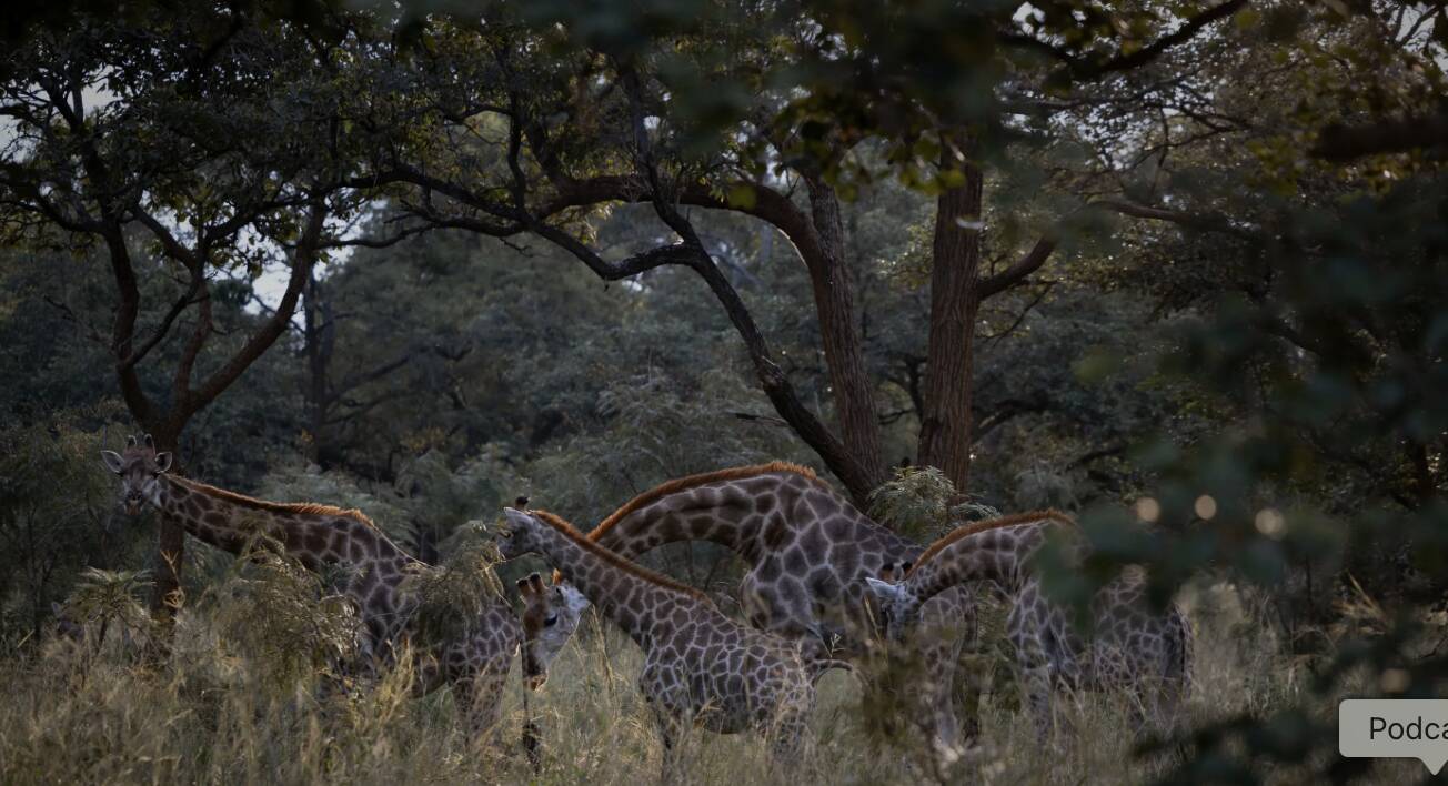 THE WORLDS NUMBER 1 ONLINE LUXURY SAFARI MAGAZINE