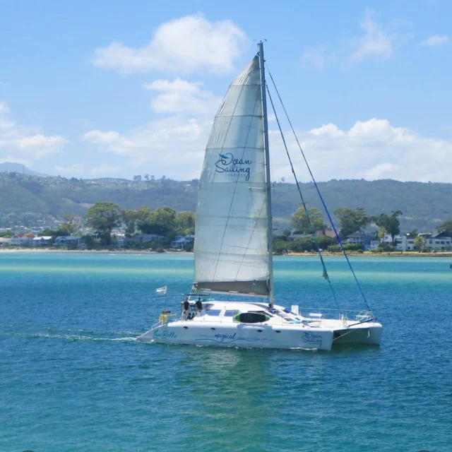 Sunsets at sea, salty breezes, and unforgettable moments on the water – our next adventure with Cape Country Routes takes us aboard @oceansailingcharters in Knysna. 🐋🐠⛵️

Whether you’re gliding across the lagoon with a glass of bubbles or soaking in the golden hour on a luxury catamaran, this is South Africa at its most serene and spectacular. 

A must-do experience for ocean lovers and seekers of barefoot luxury. 🌞👣

Head to the link in our bio for more info.

#LuxurySafariMagazine #CapeCountryRoutes #OceanSailingCharters #Knysna #SouthAfricaTravel #LuxuryExperience #SailingLife #BarefootLuxury #TravelInStyle #SunsetCruise