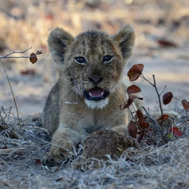 Luxury Safari Magazine takes readers deep into the heart of South Africa with a breathtaking review of the @simbavatisafari , where luxury meets the wild. 🤎

From unforgettable Big Five game drives to sundowners with a view and soul-stirring design, every lodge offers a unique take on safari magic. 

Ready to add this to your bucket list? We certainly have. 
🐯🦁🦏🦓🦒

Read the full review via the link in bio.

#LuxurySafariMagazine #SimbavatiLodges #SafariLife #LuxuryTravel #AfricanAdventure #BigFiveExperience #SouthAfricaTravel #IntoTheWild